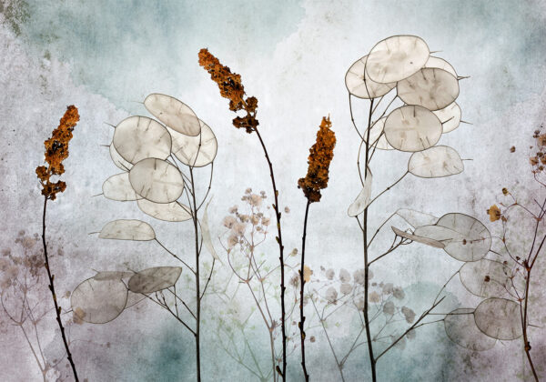 Fotótapéta - Lunaria in the Meadow